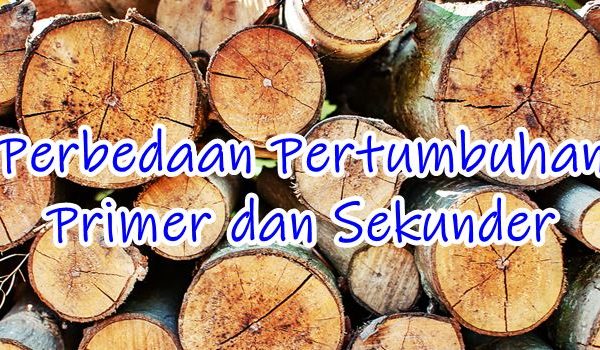 perbedaan meristem pertumbuhan primer dan sekunder