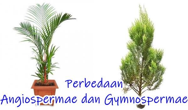 Contoh Tumbuhan Angiospermae dan Gymnospermae