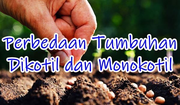 contoh pengertian tumbuhan dikotil dan monokotil