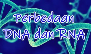 gambar perbedaan Dna dan Rna dalam bentuk tabel